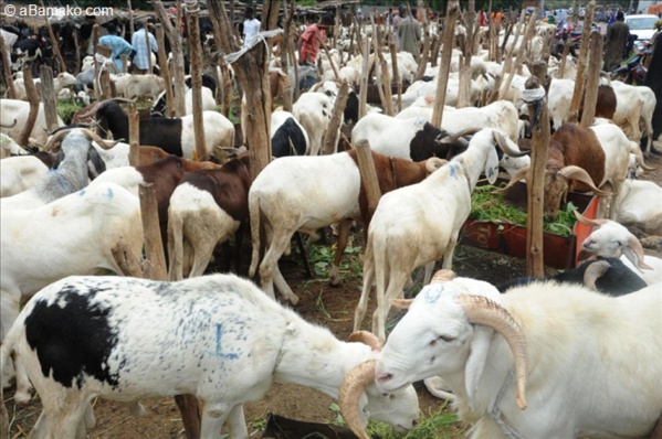 Plus de 160 mille moutons non vendus: des vendeurs pleurent sur leur sort
