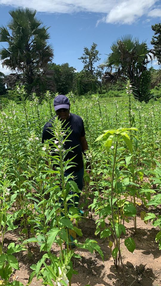 Ziguinchor: Dans son village, Abdoulaye Baldé visite ses champs
