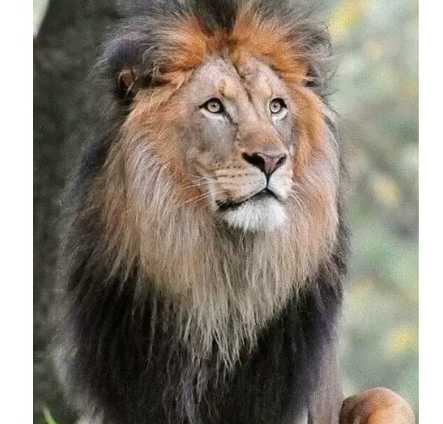 Présence d'un lion à Oussouye: Mythe ou réalité ?