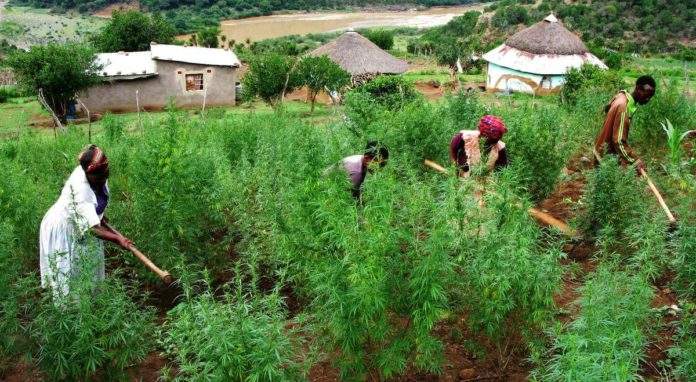 2020: L'exportation du cannabis a rapporté 243 milliards FCFA au Zimbabwe