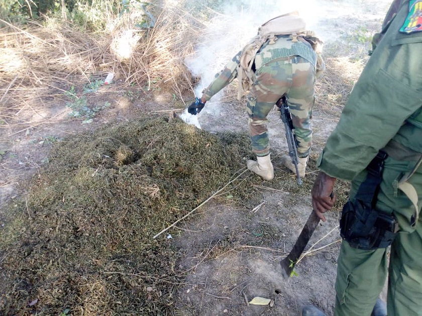 Bignona: Deux champs de cannabis découverts par l'armée (Photos)