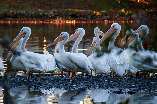 Mort étrange de 750 pélicans au parc de Djoudj