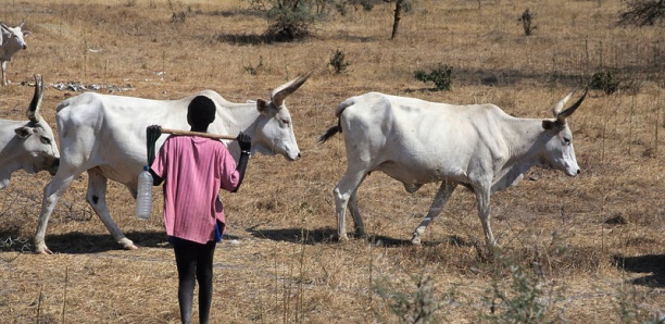 À Linguère, 07 béliers tués par la foudre