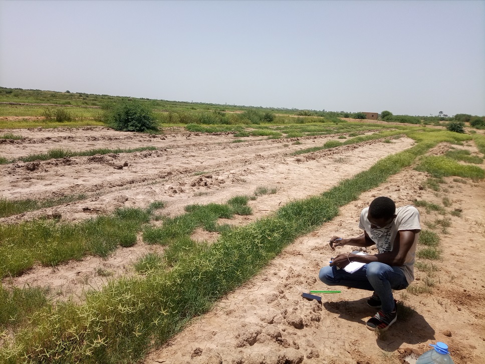 Delta du Sénégal : Le Sel menace les terres