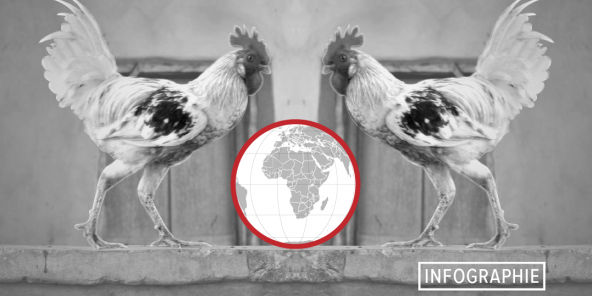 Poulet importé vs poulet local : la guerre de la volaille fait rage en Afrique