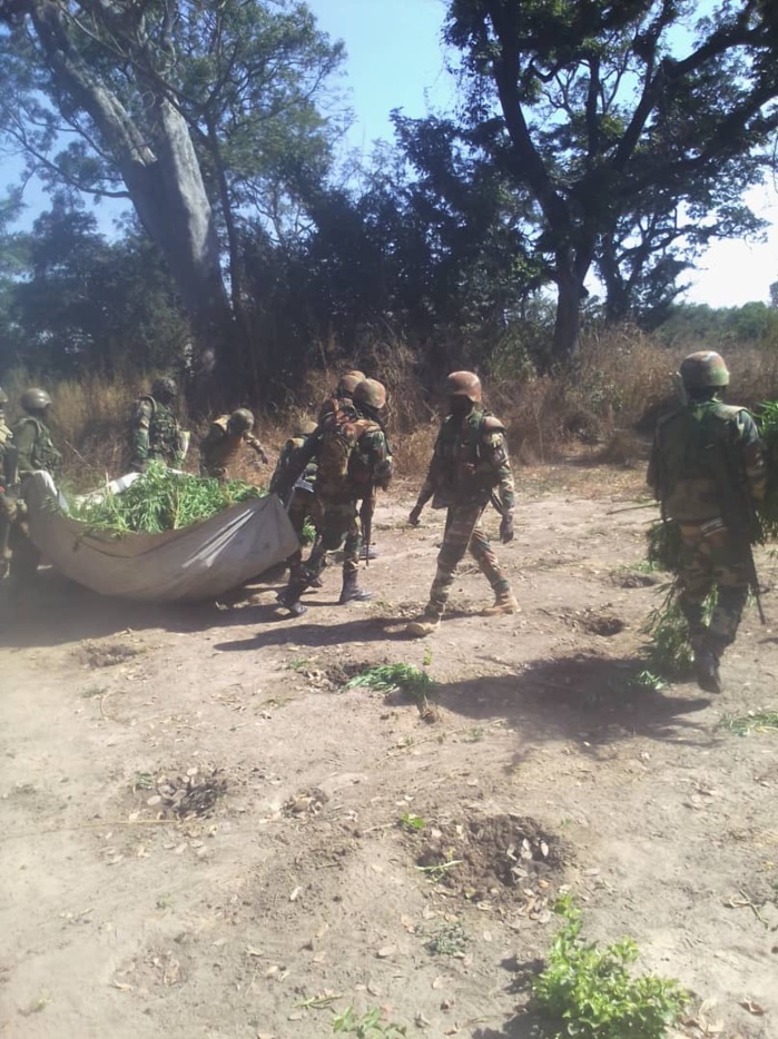  Champs de Yamba détruits : Un suspect arrêté à Sindian 