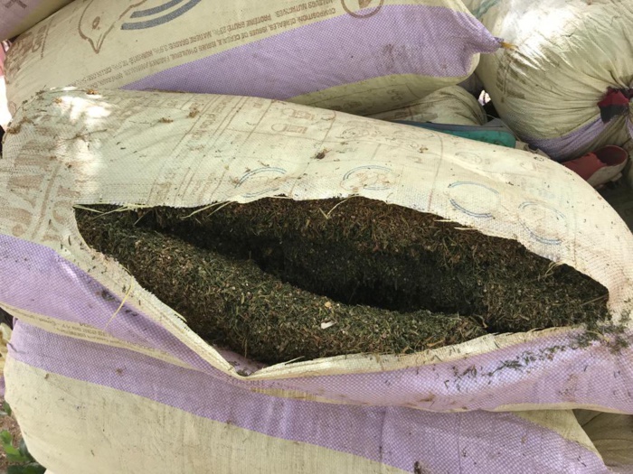 Bignona : une dizaine de sacs de chanvre saisis auprès des bases du MFDC