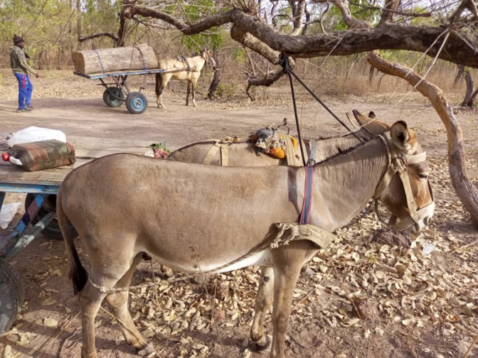 Medina Yero Foula : Accrochage entre agents et trafiquants de bois