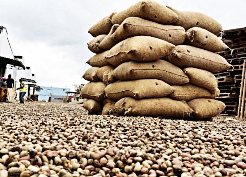 "En Casamnce toutes les entreprises ont cessé d'acheter la noix. Les prix ont chuté..."