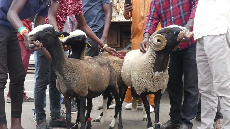 Dakar, le ministre de l'élevage réceptionne les moutons offerts par Macron