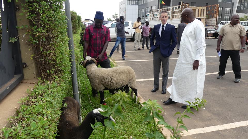 Dakar, le ministre de l'élevage réceptionne les moutons offerts par Macron