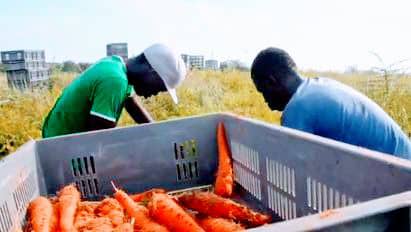 Campagne de commercialisation horticole 2021-2022 : Bilan satisfaisant,  l'Orsre rassure les agriculteurs