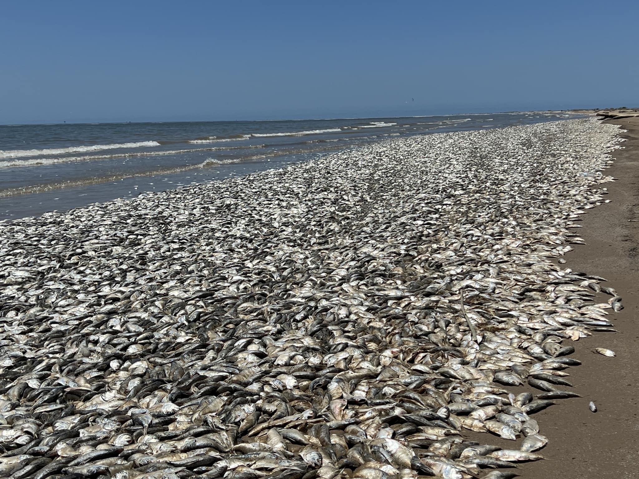 États-Unis : des milliers de poissons retrouvés morts au Texas en raison de la chaleur...