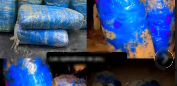 Mbour : La gendarmerie intercepte une cargaison de 240 kg de "Yamba"