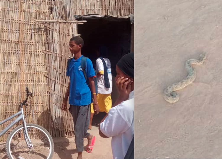 Vélingara : Un Serpent dans une salle de classe sème la terreur au lycée de Kounkané