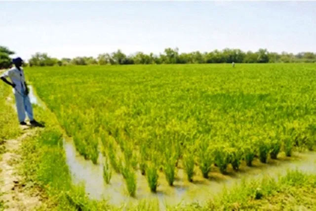 8 mars : Focus sur les productrices de riz dans Fouladou