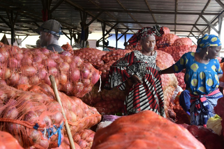 Les producteurs d'Oignons de Thiès face à la pression de l'Offre et la baisse des prix
