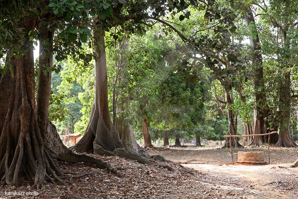 Qui pour sauver la forêt Casamançaise ?