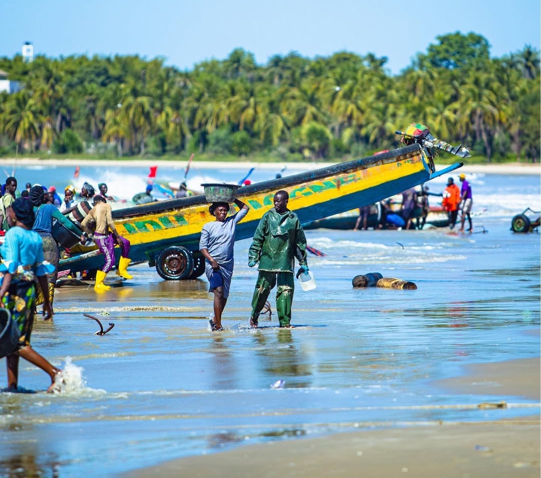 Mystérieuse hécatombe de dauphins à Cap-Skirring : la commune de Djembering en alerte