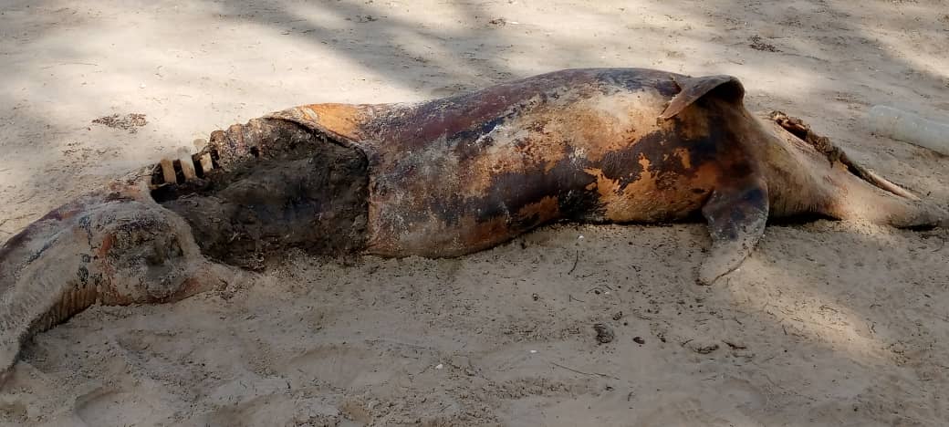 Cap-Skirring : découverte inquiétante de plusieurs dauphins morts sur la plage