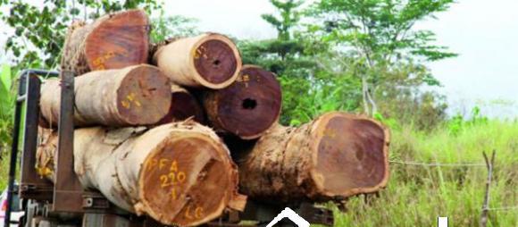 KOLDA : 16 présumés trafiquants de bois arrêtés