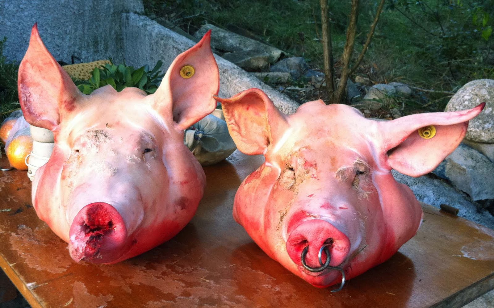 Des têtes de porcs devant la résidence de l’ambassadeur du Maroc à Paris