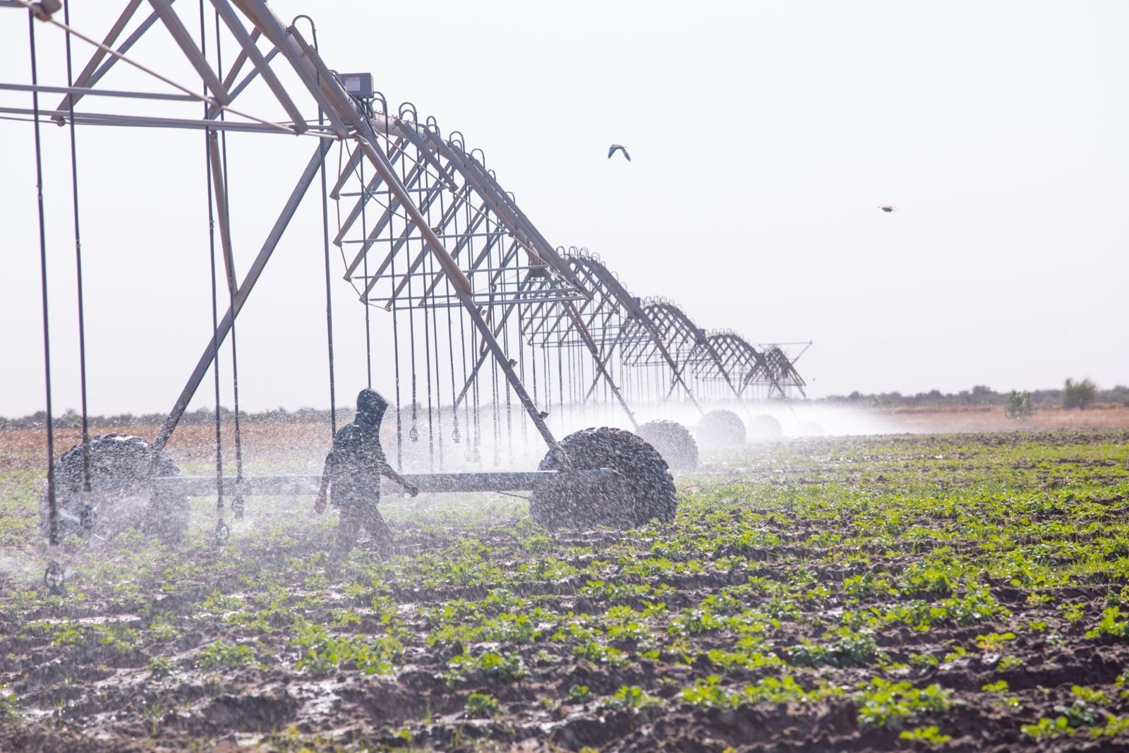 PRODAC : Diomaye dépêche une mission d’inspection aux DAC de KMS et de Dodji