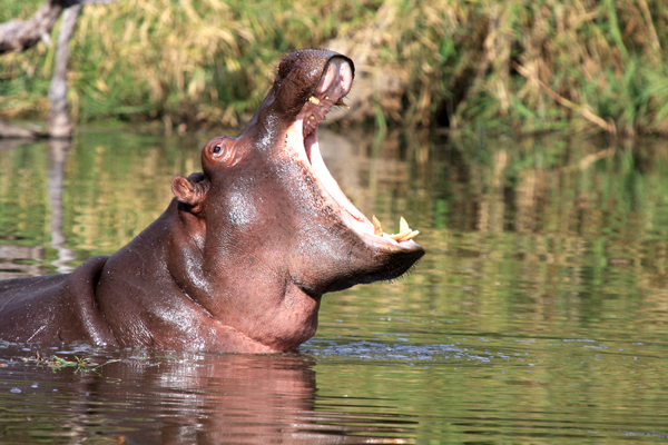 Tambacounda: Un hippopotame tue 24 personnes