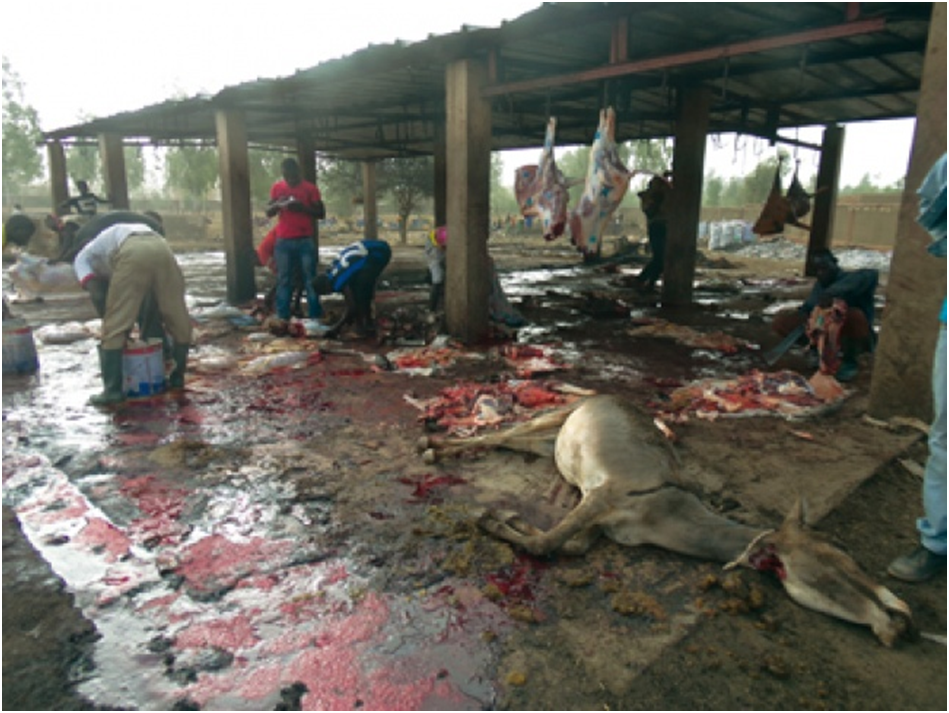 La Gendarmerie de Yarakh met la main sur un homme qui dépeçait un âne