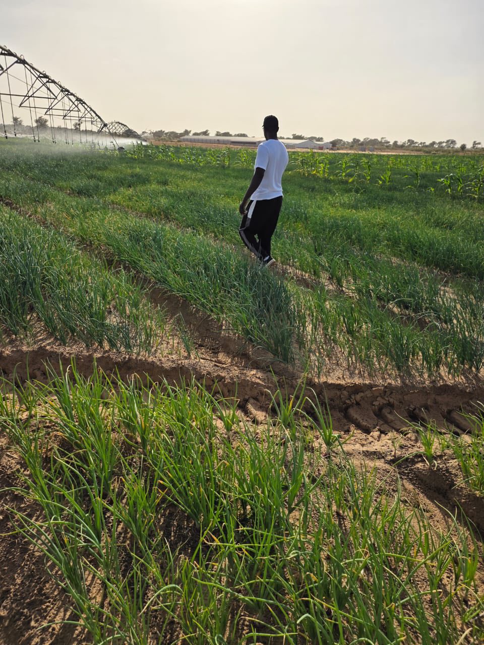 Ousmane Sonko  : « Le pari de la souveraineté est d’abord un pari individuel »