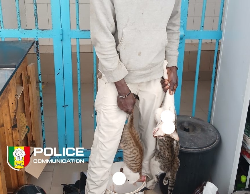 Vente de viande de chat : un individu arrêté à Dakar