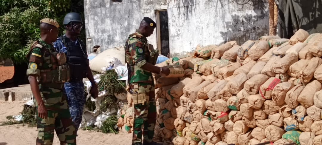 Coup de filet dans le Sud : 9,25 tonnes de chanvre indien saisies par l’armée