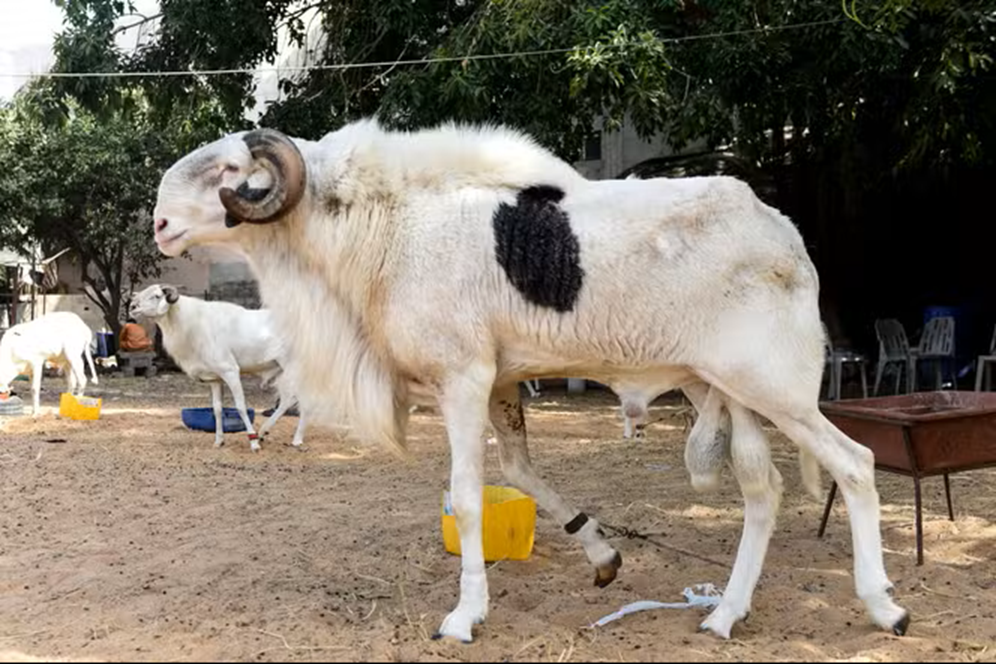 Tabaski : le Sénégal enregistre 390 350 moutons à 21 jours de la fête