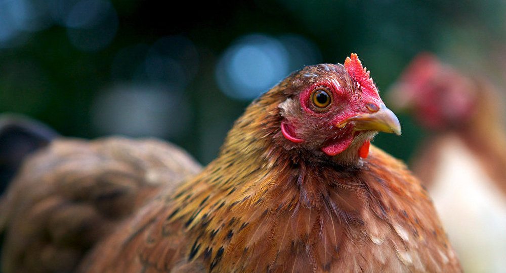 Bill Gates va donner 100.000 poulets pour sauver l'Afrique