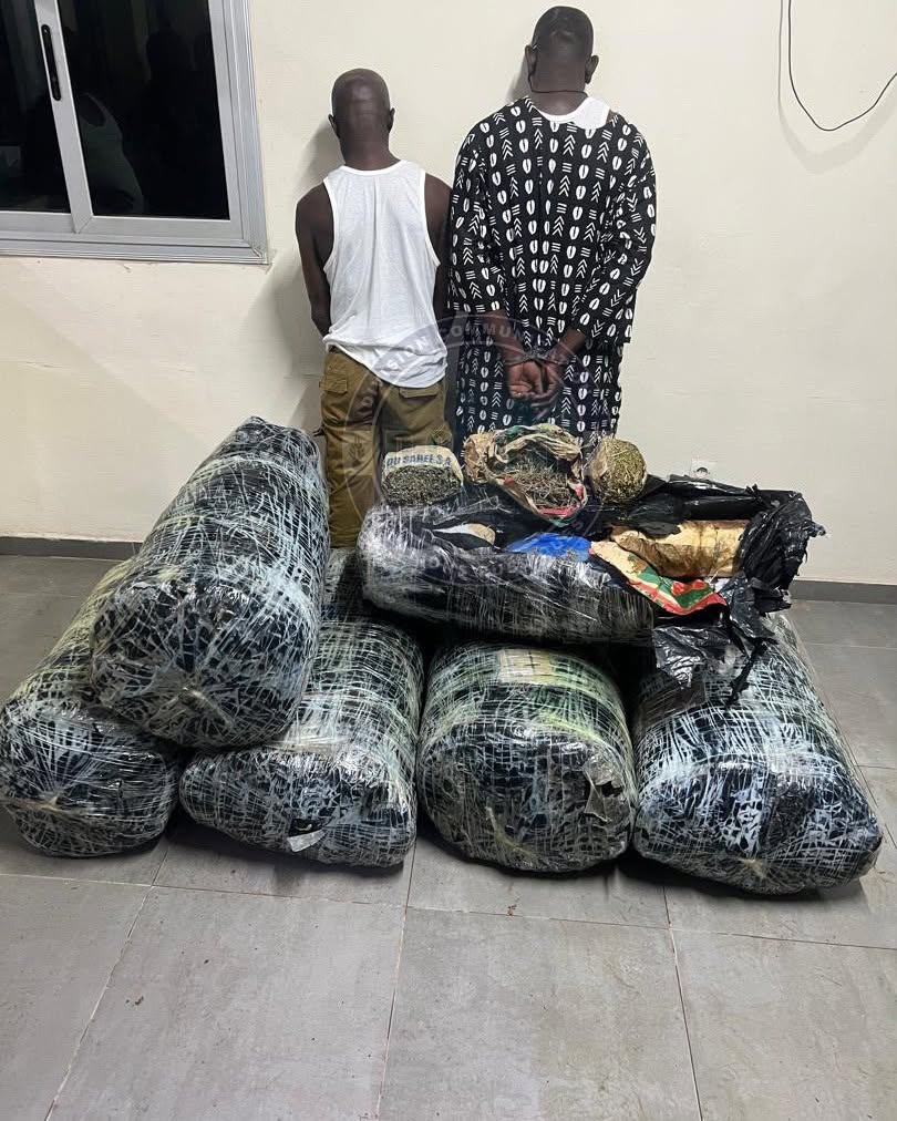 Trafic de drogue : plus de 300 kg de chanvre indien saisis à Thiaroye, deux suspects arrêtés