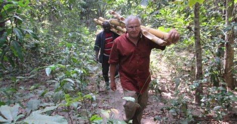 Le bois du Sénégal rapporte 140 milliards à la Gambie: Macky dort toujours 
