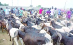 Tabaski  à Grand Yoff: Adama Faye distribue plus de 700 moutons