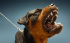 Un bébé de 14 mois tué par le rottweiler de sa famille