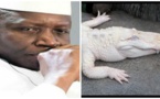 Le crocodile "fétiche" de Yahya Jammeh a été tué