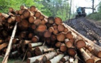 Affrontements armes à la frontière avec la Guinée-Bissau : Des exploitants forestiers, cibles de groupes d’auto-défense...