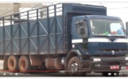 Vidéo: Ce camion intercepté par la gendarmerie, était bourré de Yamba 