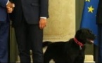 SCANDALE: Macron se fait accompagner par un chien, pour accueillir les dirigeants Africains à l'Elysée