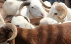 ZIGUINCHOR : les moutons de Tabaski « intouchables »