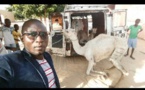 Maoloud: Le ministre Amadou Ba paye des beaufs, chameaux  et ... pour Serigne Béthio Thioune