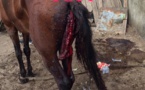 Barbarie et pratiques mystiques: un cheval a vécu une fin tragique et particulièrement cruelle