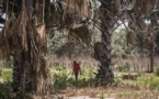 Massacre en Casamance : que s’est-il passé dans la forêt de Bourofaye ?