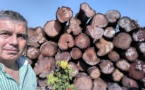Scandale: le bois Casamançais en Gambie, un blanc revendique...