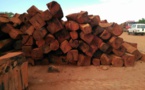 Bignona, un réseau de trafiquants de bois démantelé par les populations