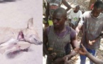 Violences inter-villageoises à Oussouye: un homme lynché, un chien égorgé et plusieurs dégâts. Les autorités muettes