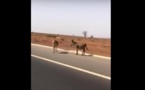 Un automobiliste filme des ânes qui traversent l’autoroute à péage
